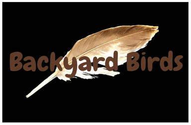 Backyard Birds
